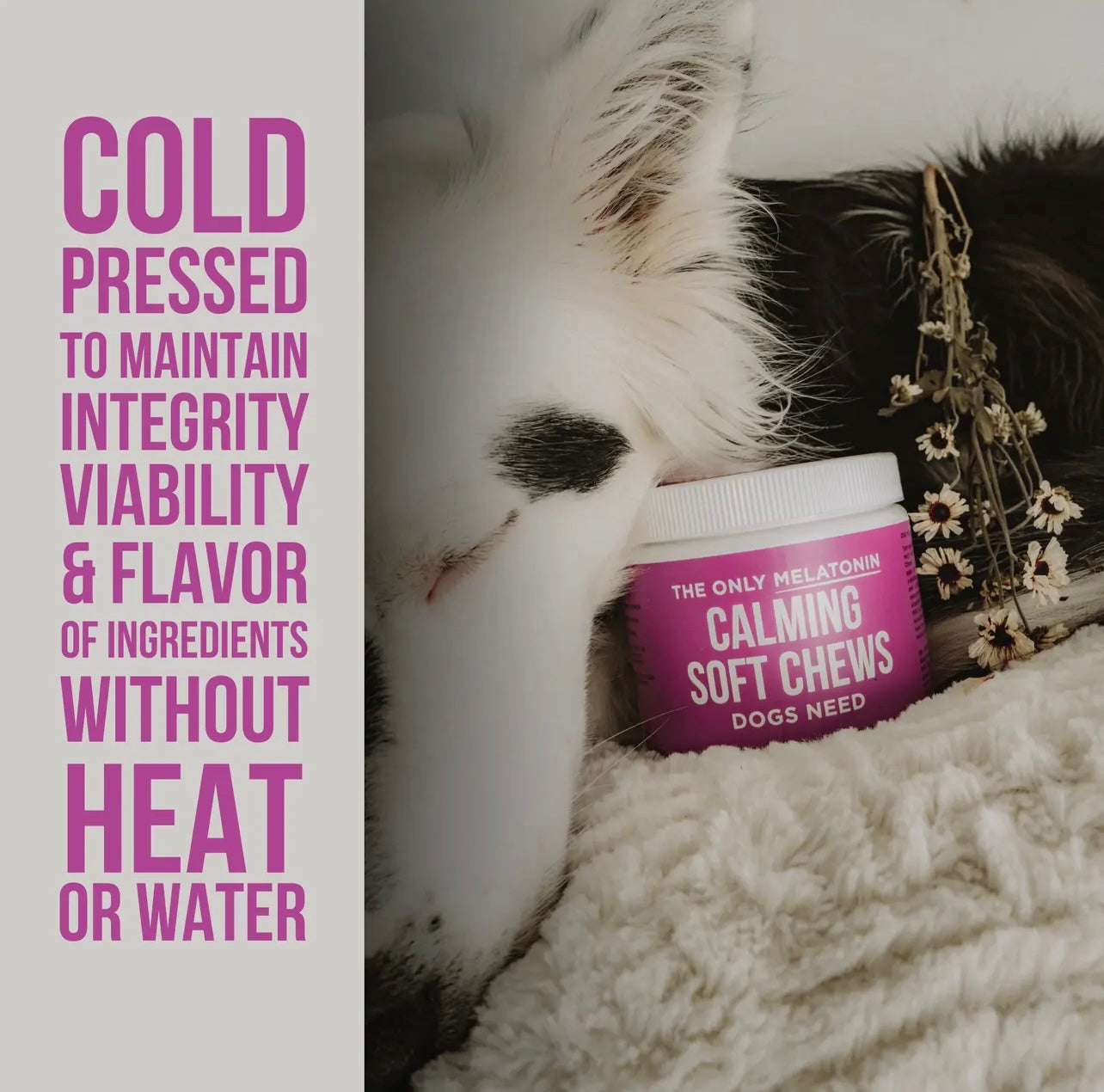 The Only Calming Soft Chews Dogs Need